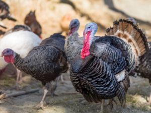 turkey-thanksgiving-diet