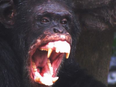aggressive-chimp