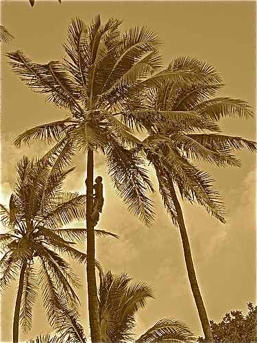 climbing-coco-palm