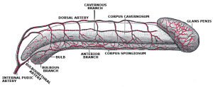 endothelial-lining-erectile-dysfunction