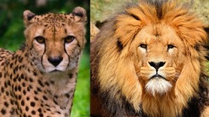 cheetah-lion